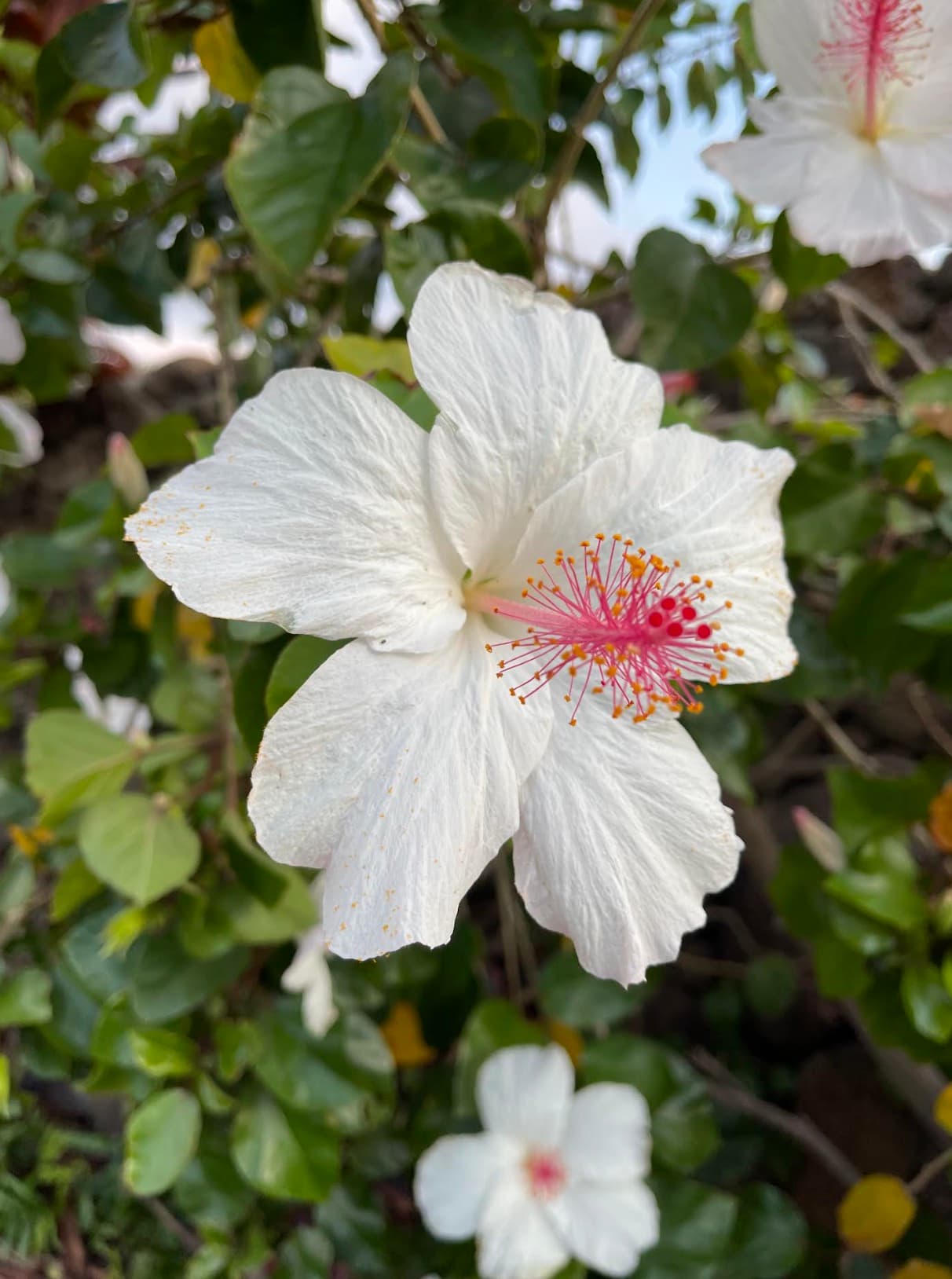 Hawaiian Flower