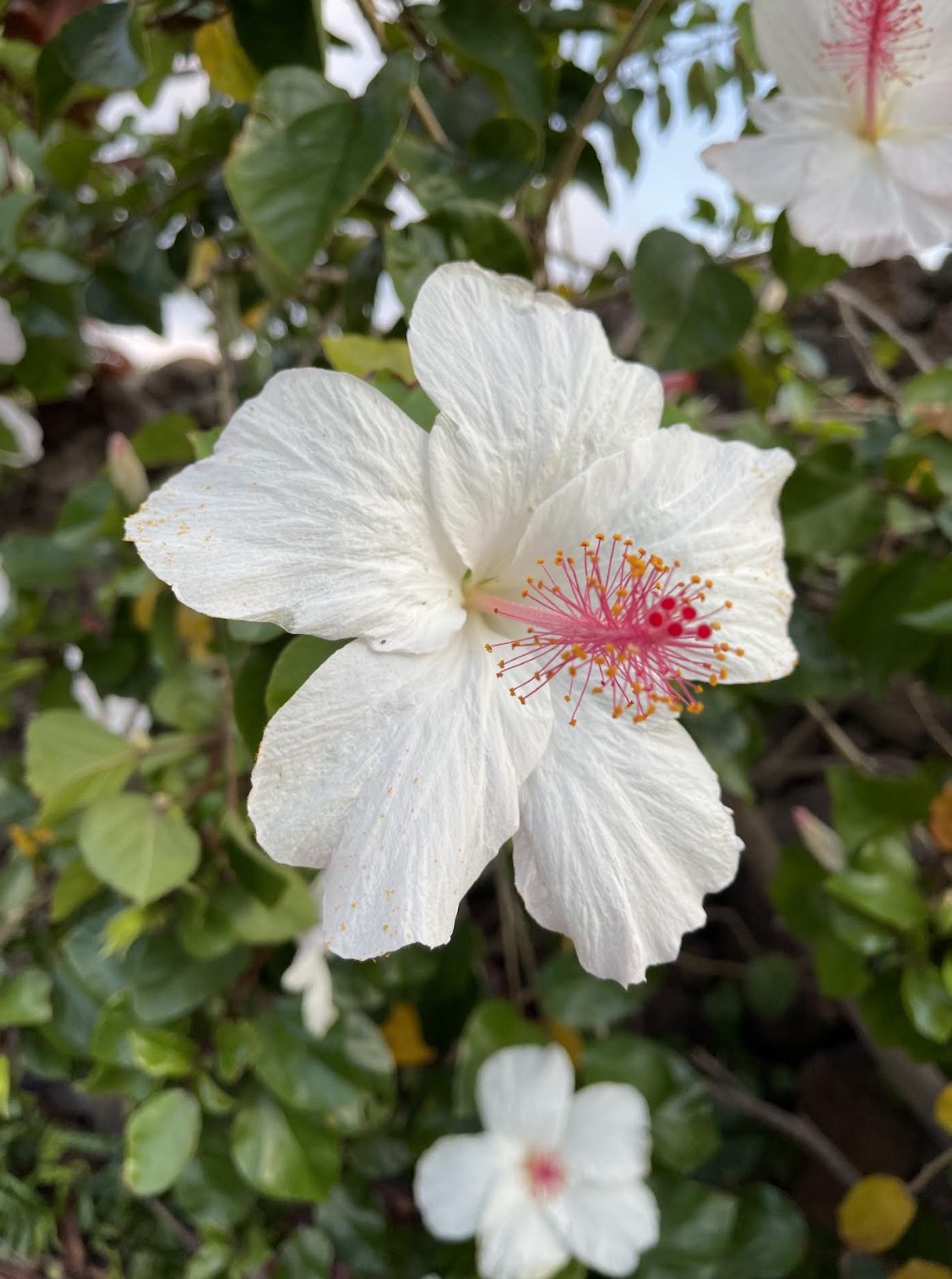 Hawaiian Flower