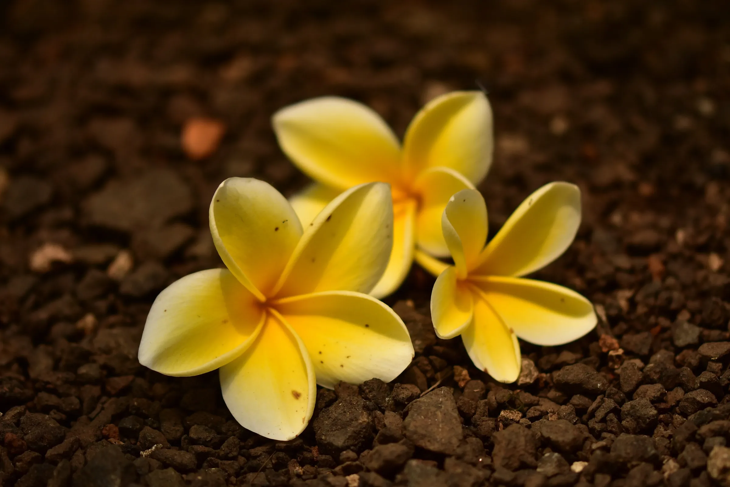 Hawaiian Flower